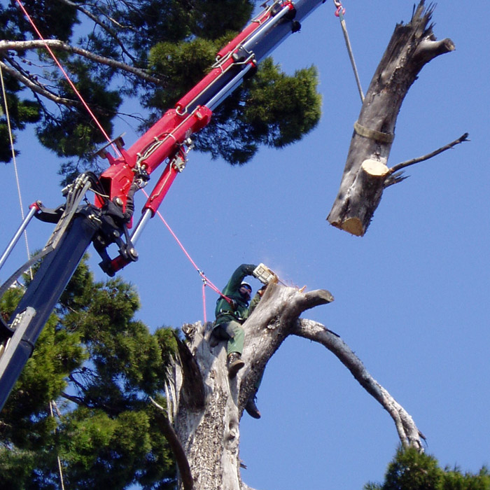 Operatore intento nell'abbattimento di un albero ad alto fusto