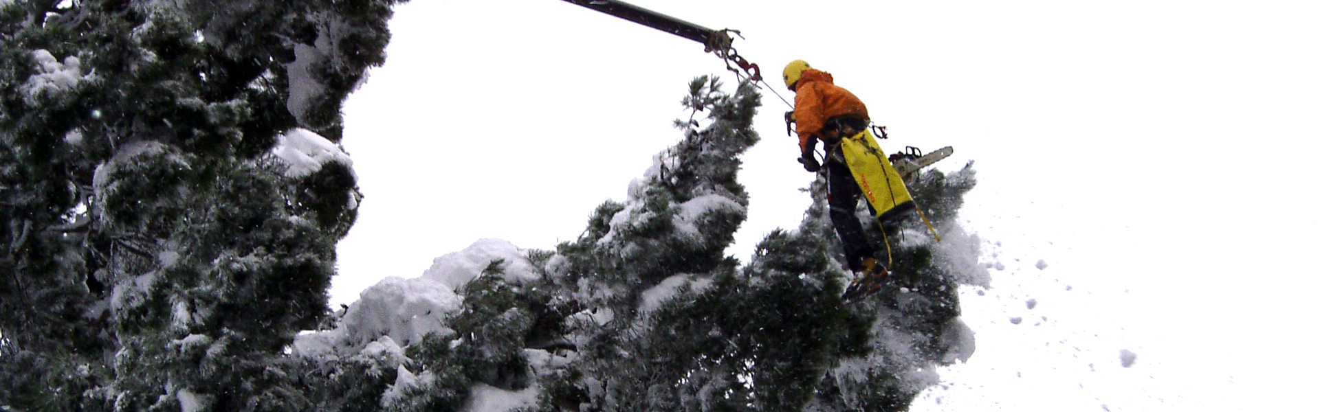 Un addetto al lavoro in quota su piattaforma intento nella rimozione di cumuli di neve su un albero ad alto fusto